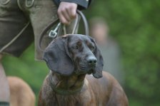 Hundepräsentation 2019